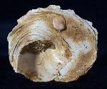 Xenophora agglutinans LAMARCK 1804 - Bild © FossNet FossilienStore